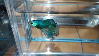 大台南展示級鬥魚 180108-6 HM