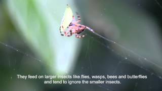 Common Garden Spider