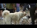 walking tour of calcata vecchia medieval hippie artist village in viterbo