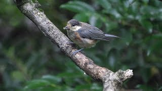 権現山バードサンクチュアリのヤマガラ（幼鳥）その１（4K60P動画）