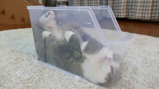 スリムなプラケースで寛ぐねこ。-Maru is relaxed in the slim plastic case.-