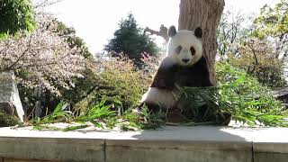 【神戸市立王子動物園】桜とタンタン