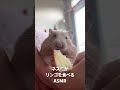 【asmr】ネズミとリンゴのコラボ　 shorts ショート mouse rat