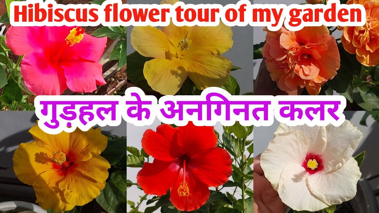 गुड़हल के अनगिनत कलर के फूल.Hibiscus Plant Care.Hibiscus Flower Growing ...