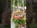 Panting A Plant In Coconut Shell #shorts #tranding #planting