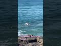 swimmer eaten by shark hi hawaii oahulife shark eaten eating ocean hectic