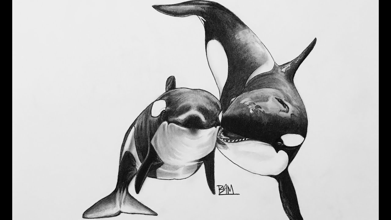 Orca Whale Pencil Drawing