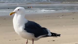 You've Been Watching SEAGULLS Wrong All Along