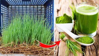 How to grow Barley grass - barley sprouts to make healthy drinking water