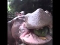 HIPPO eat a watermelon