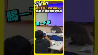 中山大學「又闖獼猴」！？網笑：出席率都比學生高 #shorts #animals #monkey