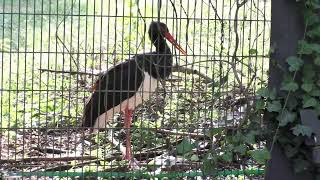 ナベコウ（鍋鸛）：Black stork