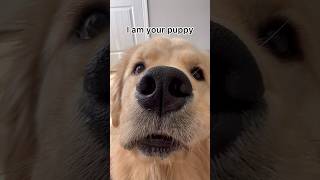 I am your puppy ✨ 👑 #dog #shorts #trending #goldenretriever #funnydogs #funny #puppy #funnyshorts