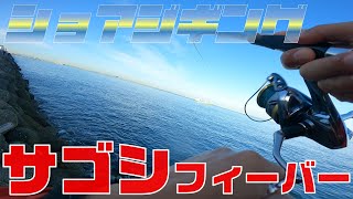 【ショアジギング】朝マズメじゃなくても釣れる。サゴシ・サワラ＜大阪湾 釣り＞