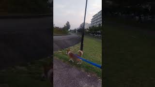 危ない犬にも優しい犬にも出会う散歩途中#老犬14歳