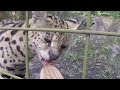 big cats getting snacks