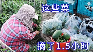 【胖嫂show】胖嫂仅用1.5小时，摘下这么多菜，一早赶早市，小白菜一堆只卖1块