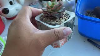 Succulent Talk - new addition Echeveria Suyon Variegated