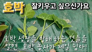 호박 알고보면제일쉽다#호박제일쉽게기르는방법#호박잘키우기#Growing Pumpkins Well