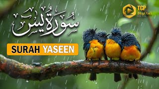 Surah Yaseen (يسٓ): قلبُ القرآن وفضلها العظيم