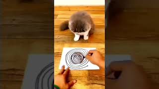 可愛い猫の動画❤️催眠術にかかっちゃった!?