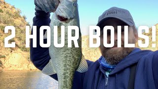 TOPWATER BASS and STRIPER BOILS!