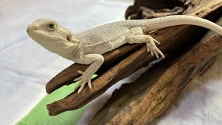 白いドラゴンが来ました。【フトアゴヒゲトカゲハイポゼロ】— A white drangon came to my house. （Bearded Dragon,hypo zero）