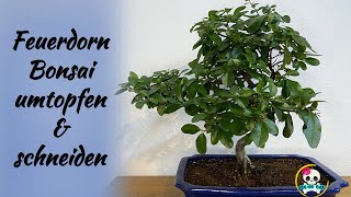 Bonsai umtopfen \u0026 schneiden - Feuerdorn Bonsai