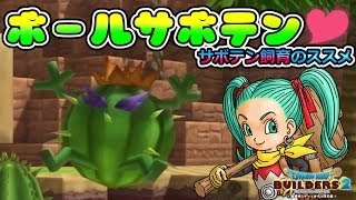 ボールサボテンがかわいい♡さくさく収穫できるサボテン飼育のススメ！【ドラゴンクエストビルダーズ２】【DQB2】