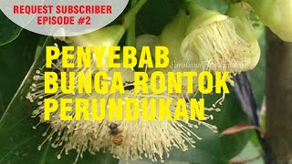 Penyebab Agar Bunga Jambu Air Madu Tidak Rontok & Perundukan Tanaman Eps  #2