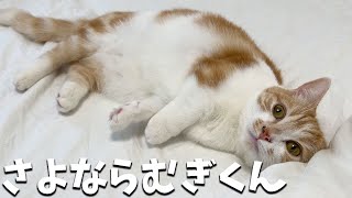 仲良しになった猫のむぎそらとお別れします。