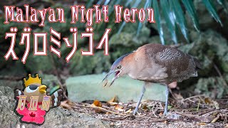 【ディナーはゲジゲジ！】珍鳥ズグロミゾゴイ Malayan Night Heron