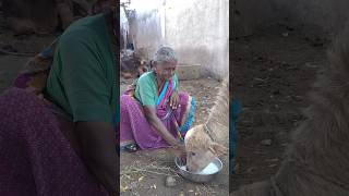 बाई पण भारी देवा। दुग्ध व्यवसाय आणि रेडकू संगोपन #youtubeshorts #shortvideo #viral #milkproduction