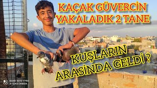 2 TANE KAÇAK GÜVERCİN YAKALADIK ( GÜVERCİNLERİN ARASINDA )