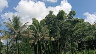 Beautiful plants ☘️#plant#nature #shorts.