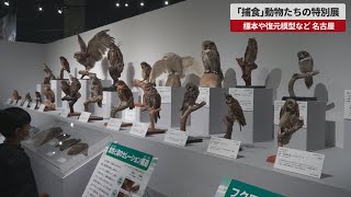 【速報】「捕食」動物たちの特別展 標本や復元模型など、名古屋