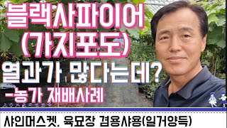 블랙사파이어(가지포도) 농가재배 사례 / 열과가 많다는데 어쩌실라고요? / 블루베리 묘목 생산 하우스 활용하여 포도재배하는 농가사례