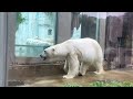 ヘビクイワシ　スンダスローロリス　ミミセンザンコウ　ホッキョクグマ　6月9日 上野動物園