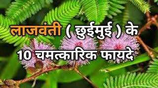 छुईमुई (लाजवंती) के चमत्कारिक फायदे । Chhuimui (Lajwanti) Ke Fayde । Benefits Of Lajwanti |