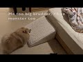 2 pomeranians attack the blanket monster