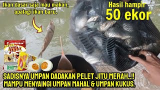 Racikan Umpan ikan mas dadakan pelet jitu || paling ampuh, murah dan simple.