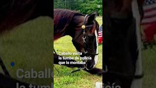 Emotivas imágenes de caballo que visita a su jinete fallecida #univisionnoticias
