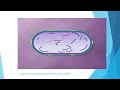 microbes_ transduction in bacteria