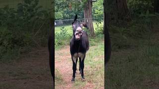 حمار يضحك | مقلب البالون | فرقعه البالون ؟ |‏#donkey حيوانات Animals Donkey‏