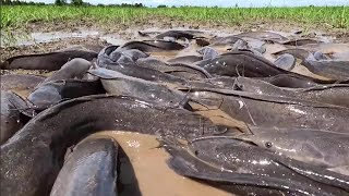 Episodes #526 best fisherman catch many fish at field near village_best hand fishing