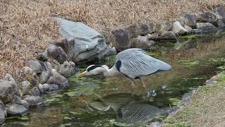 水面を見つめるアオサギ（Grey Heron staring at the surface of the water）：　Ardea cinerea　青鷺