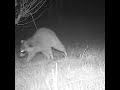 raccoon🦝gets in the lineman 3 point stance 🏈