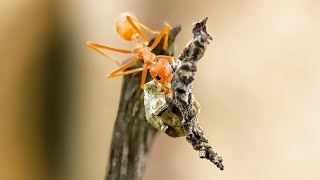 ASMR without talking - life of ants survival in the wild 01🐜