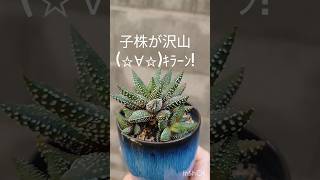 ハオルチア エノン！#多肉植物 #多肉植物のある暮らし #多肉植物栽培 #succulent #ハオルチア #shorts