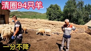 内蒙羊贩子来买老乡清圈羊，94只羊一口价一分不降，看看能买成吗